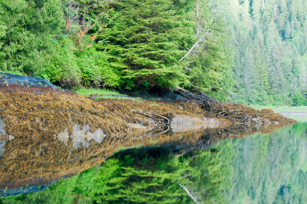 Khutzeymateen forest