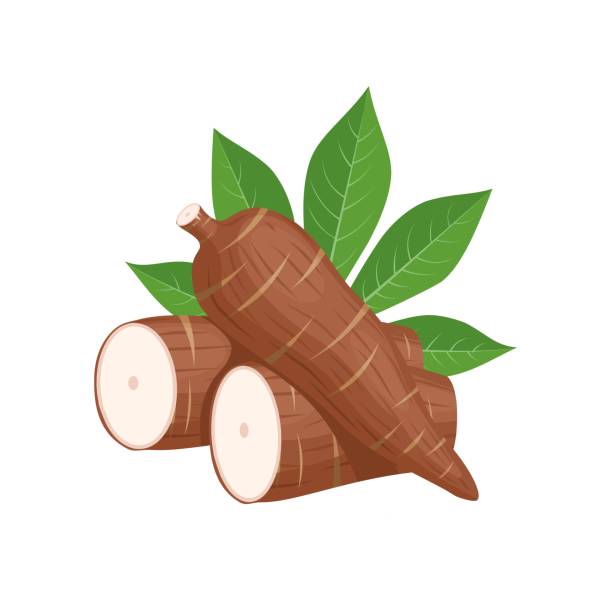 Vector illustration, cassava root (Manihot esculenta, also known as manioc) and leaves, isolated on white background, as a banner, poster or national tapioca day template.