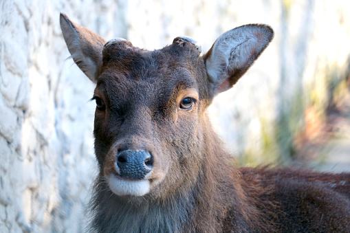 Close-up of a beautiful deer without antlers