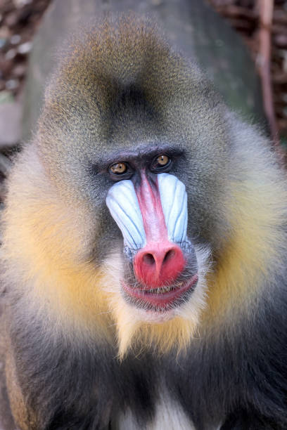 Close up shot of mandrill (Mandrillus sphinx) portrait