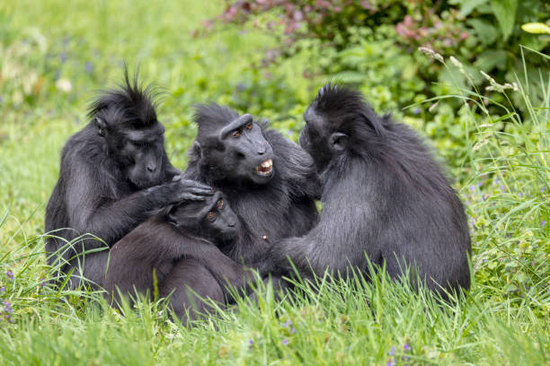 istock The Celebes crested macaque (Macaca nigra), also known as the crested black macaque, Sulawesi crested macaque, or the black ape 1424227535