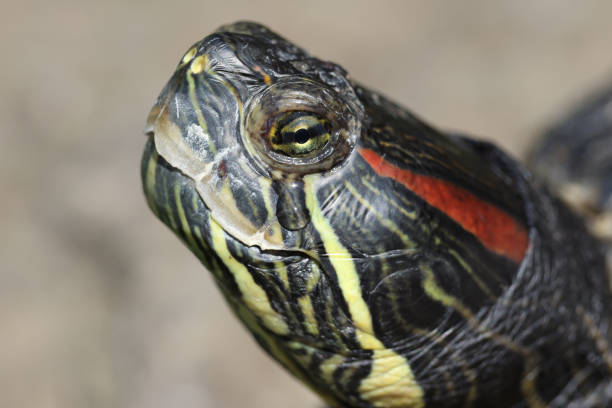 People care for and play with a pet red-eared turtle.