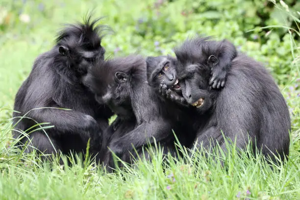 The Celebes crested macaque (Macaca nigra), also known as the crested black macaque, Sulawesi crested macaque, or the black ape