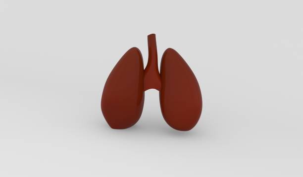 istock human lung organ for breath 3d icon isolated in white background 1424227569