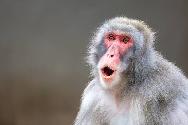Japanese macaque (Macaca fuscata), also known as the snow monkey stock photo