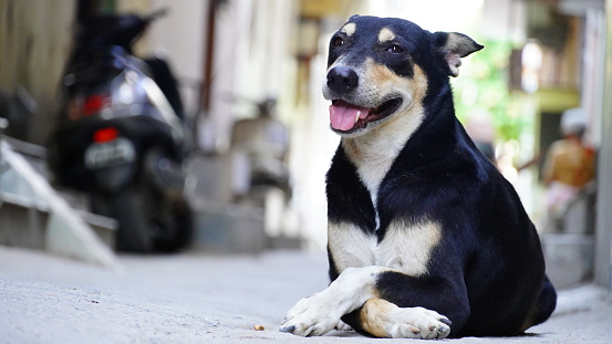 a cute dog sitting in the street