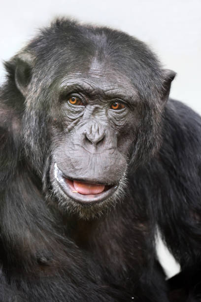 istock Close up shot chimpanzee (Pan troglodytes) 1424229960