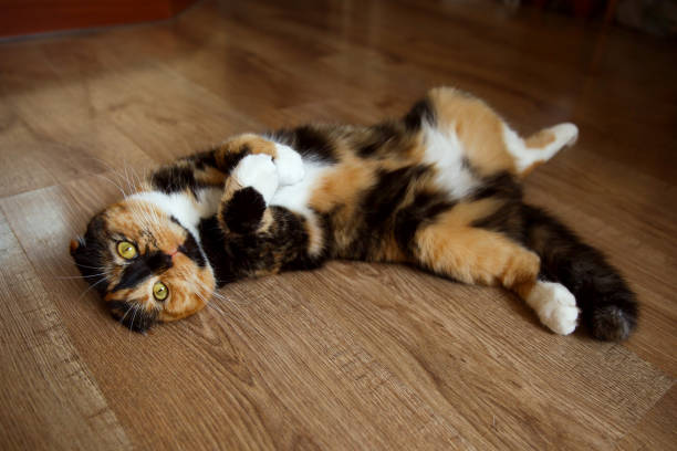 istock A cute Scottish fold cat lies relaxed on the floor. 1424230533