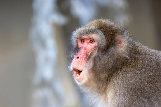 Japanese macaque (Macaca fuscata), also known as the snow monkey
