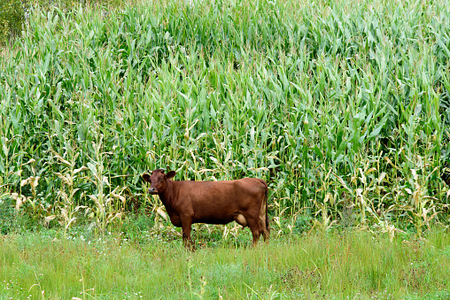brown cow in a green corn field on a cloudy day in autumn