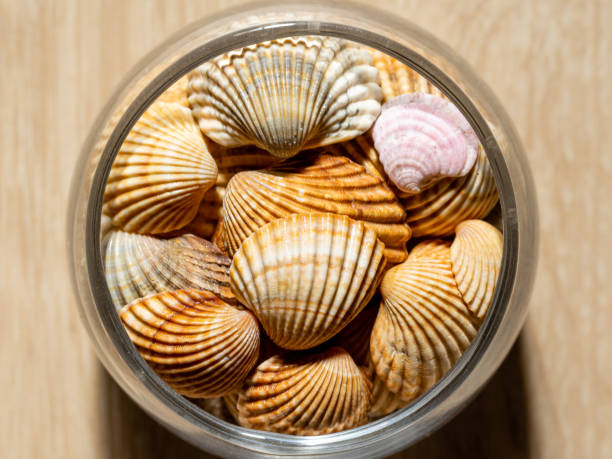 istock collection of shells prepared for decoration 1424233203