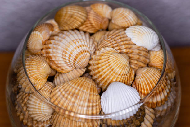 istock collection of shells prepared for decoration 1424233216