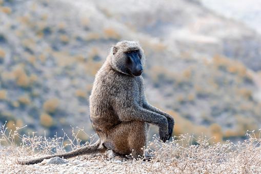Chacma babuino, Etiopía, África vida silvestre photo