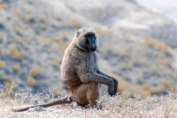 Chacma baboon, Ethiopia, Africa wildlife Chacma baboon, papio ursinus, strong african monkey, sitting on the hill edge, also known as the Cape baboon near bridge over blue nile on the road to Dejen. Ethiopia Africa wildlife baboon stock pictures, royalty-free photos & images