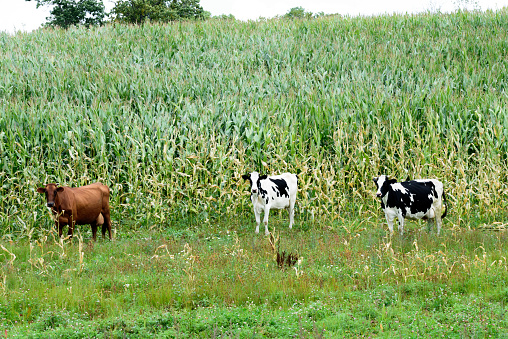 green corn field on a summer day