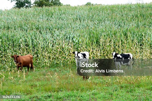 istock mottled cows in a green corn field on a cloudy day in autumn 1424233316