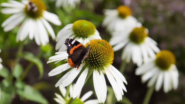 butterfly on flowers red admiral butterfly on a blossom vanessa atalanta stock pictures, royalty-free photos & images