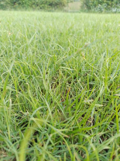 istock Lawn - rainy season 1424233382