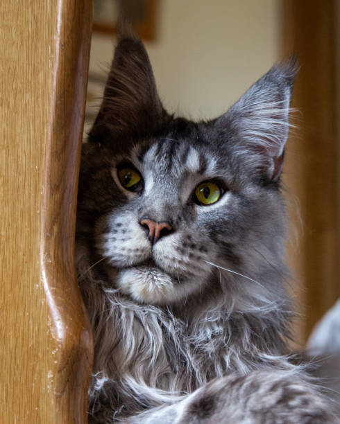 istock Silver thoroughbred Maine Coon cat. Pet portrait. Caring for pets. 1424234032