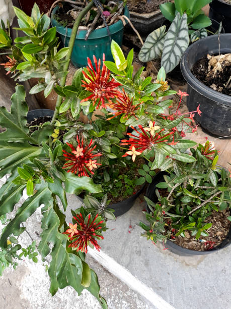istock Chinese ixora Plant 1424236029