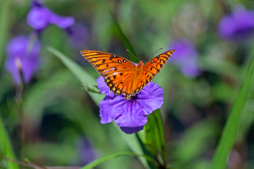 Gulf Fritillary butterfly (subfamily Heliconiinae of family Nymphalidae) on a purple Mexican Petunia flower.