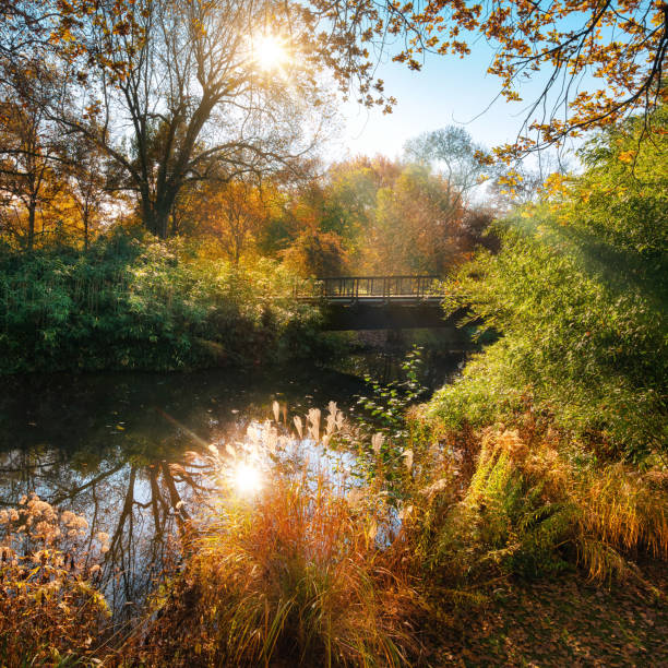 istock Colorful autumn scenery in a park 1424238486