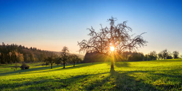 istock Sun behind a tree on an idyllic green meadow 1424240457