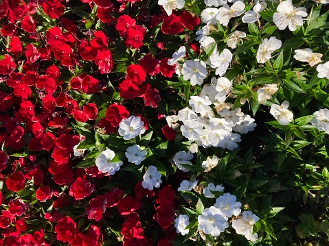 Red white green flower bed