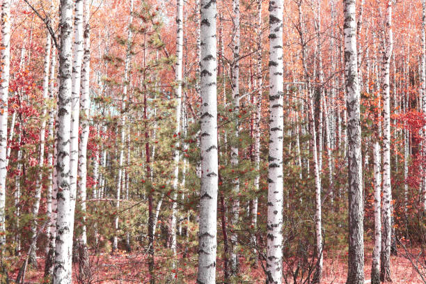 istock birch trees with white birch bark in birch grove with birch leaves in autumn 1424240954