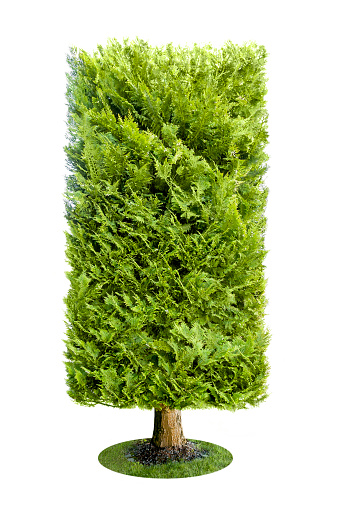 Rectangular Trees Rectangle Tree Isolated On White Stock Photo - Download Image Now ...