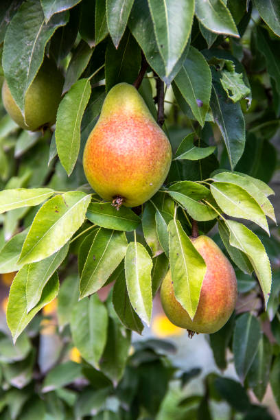 istock Pear on the branch in summer 1424242956