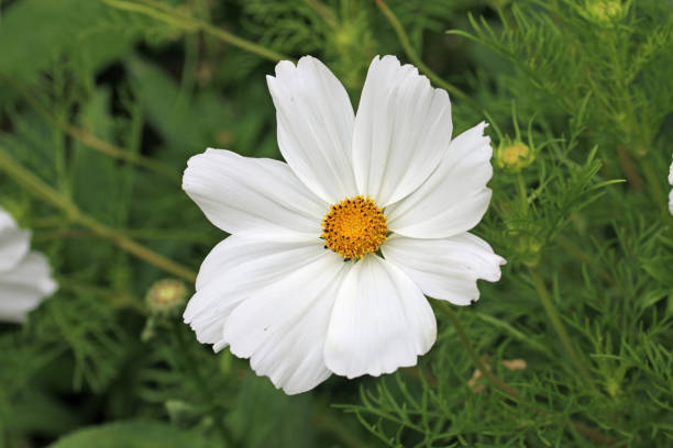 istock White Mexican aster flower in close up 1424243662