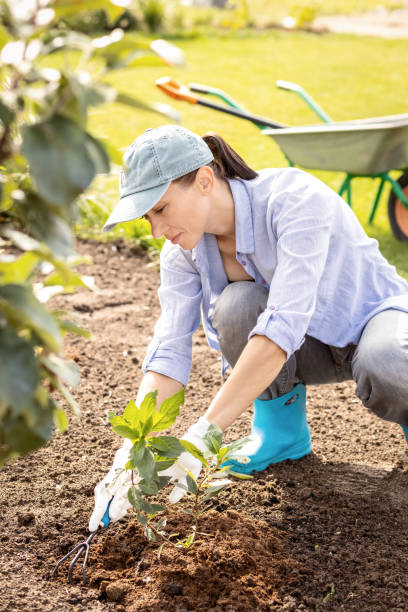 istock Caucasian 40 year old woman doing agricultural work. Weeding a hydrangea plant 1424244813