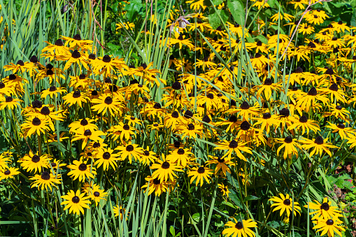 Rudbeckia fulida var Sullivantii 'Goldsturm' a summer flowering plant native to North America commonly known as black eyed Susan or coneflower