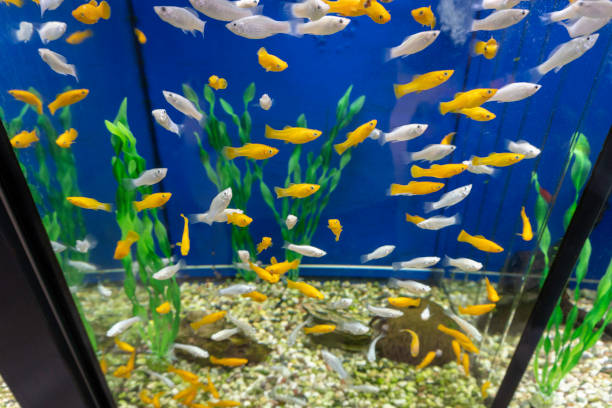 istock aquarium with fishes 1424247307