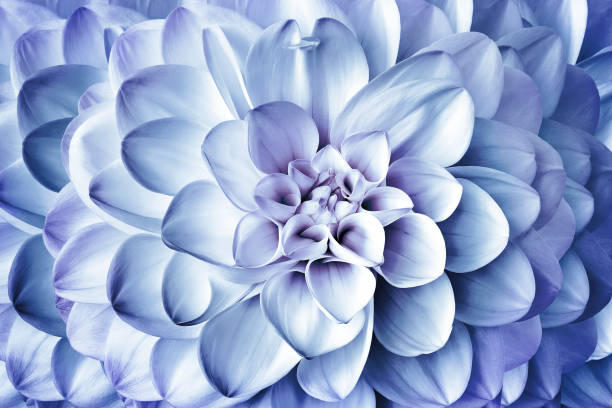 gros plan d’un beau fond de dahlia de fleurs bleues.  nature. - purple single flower flower photography photos et images de collection