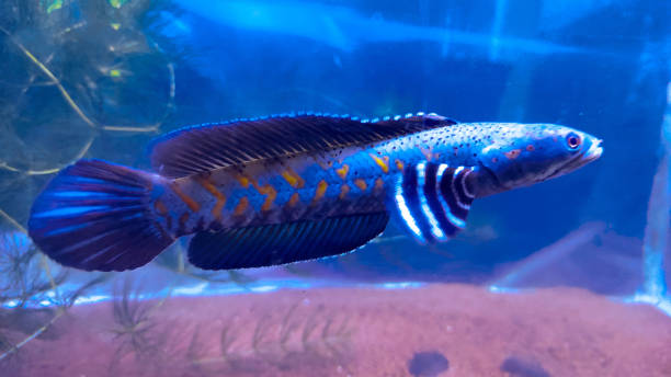 Snakehead In Water 240+ Snakehead Fish Underwater Stock Photos, Pictures & Royalty-Free ...