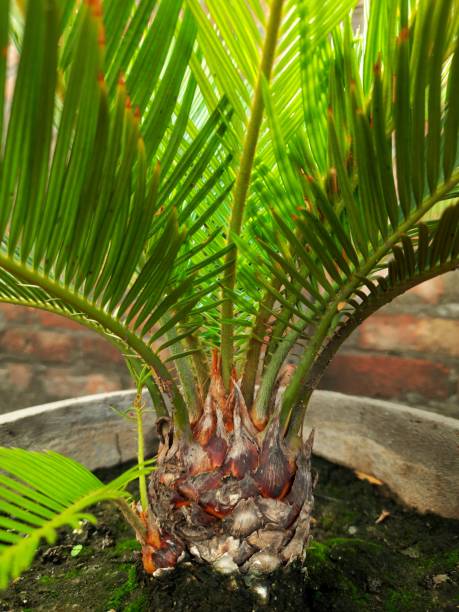 istock Palm plant in cemented pot. 1424250597