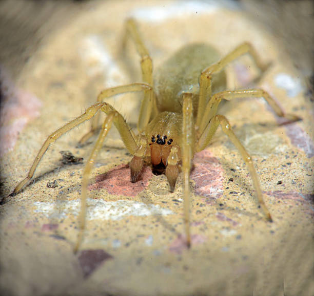 Cheiracanthium inclusum (Black-footed yellow sac spider) in close proximity, Kharkiv, Ukraine, macro Cheiracanthium inclusum (Black-footed yellow sac spider) in close proximity, Kharkiv, Ukraine, macro yellow spider stock pictures, royalty-free photos & images