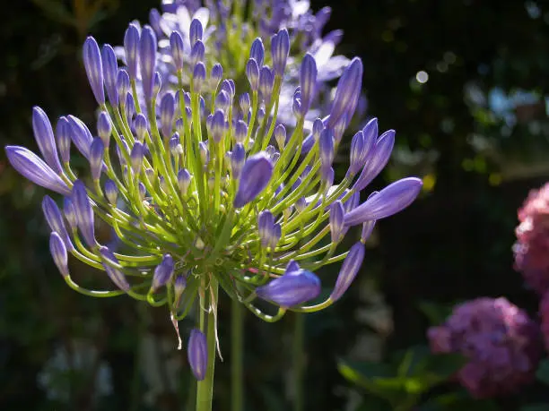 Bright agapanthus flowers in full bloom in garden