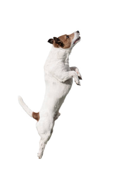 istock Small Jack Russell Terrier dog isolated on white background jumping up. Profile view 1424253663