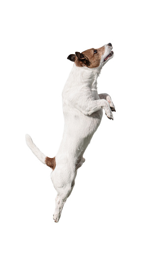 Side view of Jack Russell Terrier dog jumping
