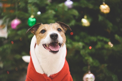 Smiling Jack Russell Terrier dog on Christmas