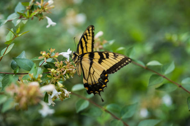 istock Yellow Butterfly on Small White Flower on a Summer Day 1424255726