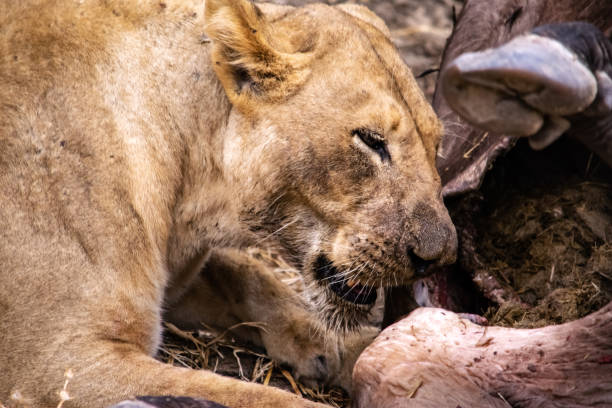 istock Close-up of a beautiful lioness feeding on a freshly killed buffalo. 1424255889