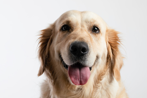 Golden retriever looking at camera.