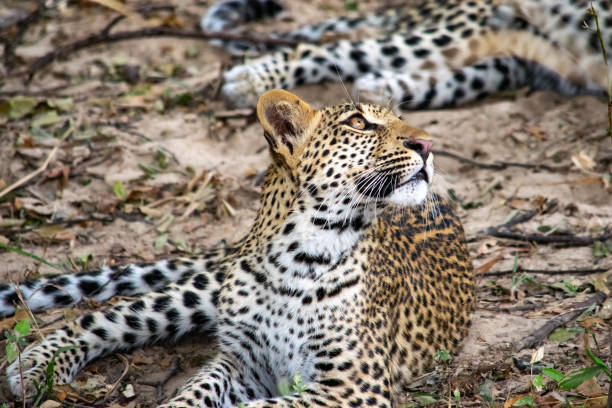 primer plano de un cachorro de leopardo descansando en el arbusto después de comer - leopard kruger national park south africa africa fotografías e imágenes de stock