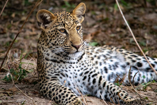 primer plano de un cachorro de leopardo descansando en el arbusto después de comer - leopard kruger national park south africa africa fotografías e imágenes de stock