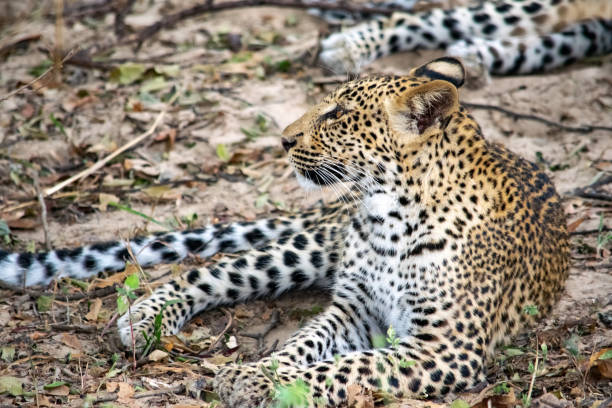 primer plano de un cachorro de leopardo descansando en el arbusto después de comer - leopard kruger national park south africa africa fotografías e imágenes de stock