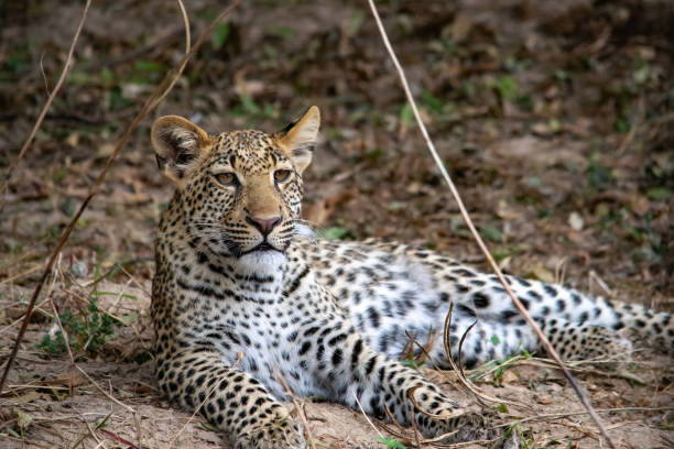 primer plano de un cachorro de leopardo descansando en el arbusto después de comer - leopard kruger national park south africa africa fotografías e imágenes de stock